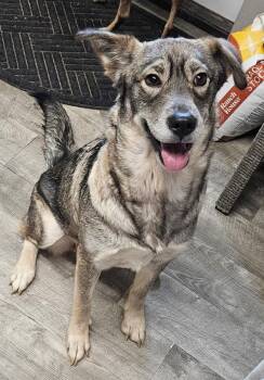 German Shepherd Dog and Husky Dogs Available for Adoption - Evee May | PetCurious