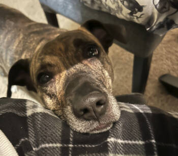 Rescue Pit Bull Terrier and Mixed Breed Dogs for Adoption in Hamden, Connecticut - Maggie (surrender) | PetCurious