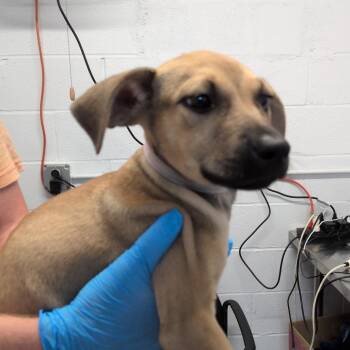 Carriage -  Labrador Retriever and Hound Dog for Adoption in Hattiesburg, Mississippi - Carriage | PetCurious