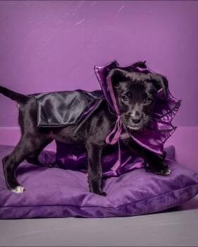 Rescue Mixed Breed Dogs for Adoption in Tucson, Arizona - Xena | PetCurious