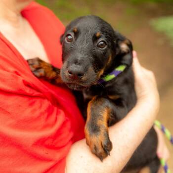 Doberman Pinscher and Australian Cattle Dog Blue Heeler Dogs Available for Adoption in Chester Springs, Pennsylvania - Pam | PetCurious