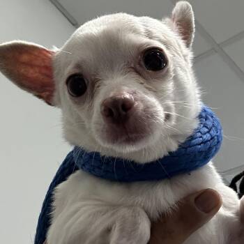 Chihuahua Dogs Available for Adoption in West Chester, Pennsylvania - Sweet Pea | PetCurious