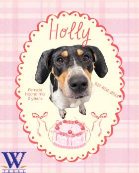 Holly -  Coonhound Dog for Adoption in Watauga, Texas - Holly | PetCurious