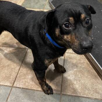 Clyde -  Mixed Breed Dog for Adoption in Chattanooga, Tennessee - Clyde | PetCurious