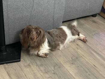 Dachshund Dogs Available for Adoption - Ryce Puddin