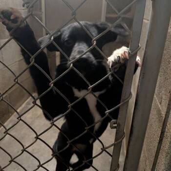 Border Collie Dogs Available for Adoption - Lady Bug  | PetCurious