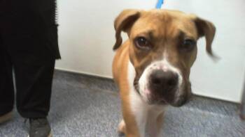 HARRY PAWTER -  Mixed Breed Dog for Adoption in Charlotte, North Carolina - HARRY PAWTER | PetCurious