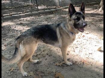 German Shepherd Dog Dogs Available for Adoption - Gabbi | PetCurious