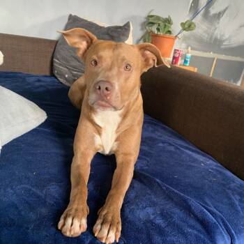 Rescue Pit Bull Terrier Dogs for Adoption in Lynchburg, Virginia - Stassi | PetCurious