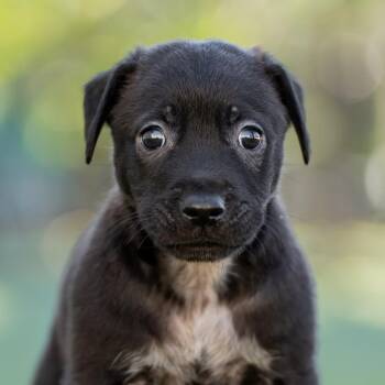 Rescue Dachshund and Terrier Dogs for Adoption in San Diego, California - Alpine Pup - Tussock | PetCurious