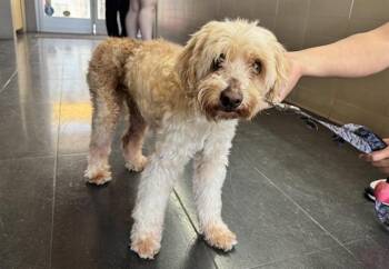 BODHI -  Terrier and Poodle Dog for Adoption in Santa Monica, California - BODHI | PetCurious