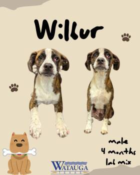 Labrador Retriever and Boxer Dogs Available for Adoption in Watauga, Texas - Wilbur | PetCurious