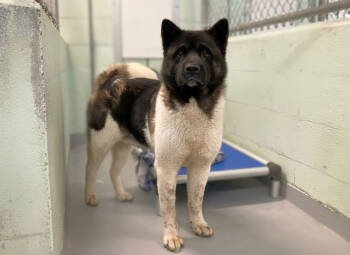 Rescue Mixed Breed Dogs for Adoption in Durham, North Carolina - Baked Alaska | PetCurious