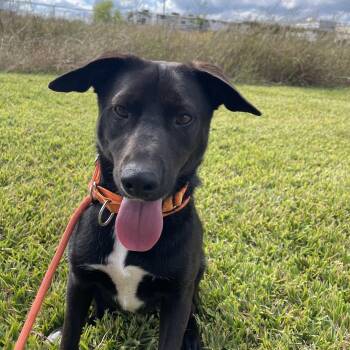 Rescue Black Labrador Retriever Dogs for Adoption in Pearland, Texas - Delta | PetCurious