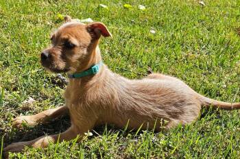 Chihuahua Dogs Available for Adoption in Franklin, Tennessee - PUPPY EVANGELINE | PetCurious