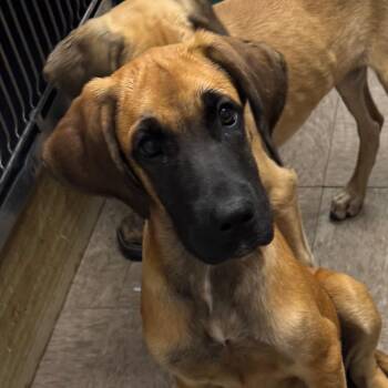 Jack Jack -  Hound Dog for Adoption in Birmingham, Alabama - Jack Jack | PetCurious