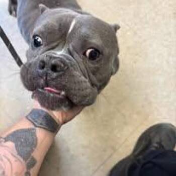 Rodney -  American Bully Dog for Adoption in Cranston, Rhode Island - Rodney | PetCurious
