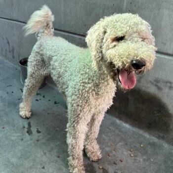 Lamb Chop -  Standard Poodle and Mixed Breed Dog for Adoption in Pasadena, California - Lamb Chop | PetCurious