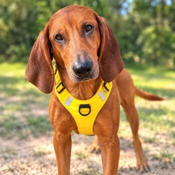 Willie -  Redbone Coonhound Dog for Adoption in Palm Harbor, Florida - Willie | PetCurious