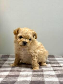 WENDY -  Poodle Dog for Adoption in Beaumont, California - WENDY | PetCurious