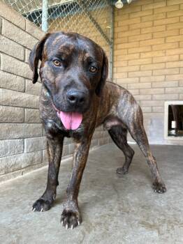 Buster -  Mastiff Dog for Adoption in Phoenix, Arizona - Buster | PetCurious