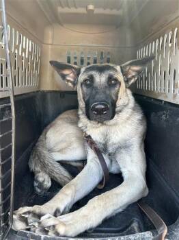 German Shepherd Dog Dogs Available for Adoption - OSO | PetCurious