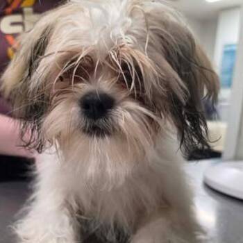Shih Tzu and Mixed Breed Dogs Available for Adoption in Fredericksburg, Virginia - Levee | PetCurious