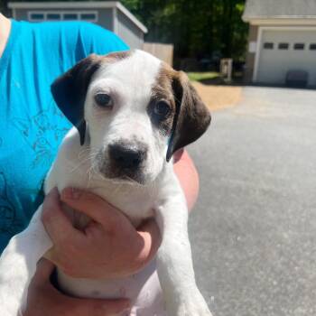 Mixed Breed Dogs Available for Adoption in Fredericksburg, Virginia - Walcott | PetCurious