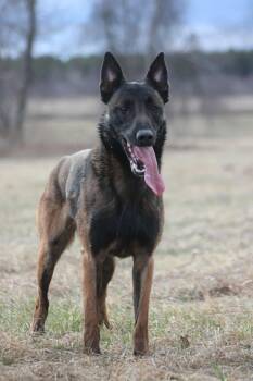 Rescue Belgian Shepherd Malinois Dogs for Adoption in Saint-basile, Quebec - Max | PetCurious