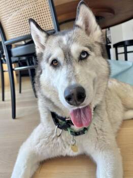 Celine -  Siberian Husky Dog for Adoption in Dublin, California - Celine | PetCurious
