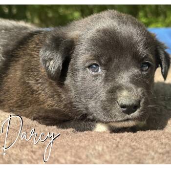 Shepherd and Carolina Dog Dogs Available for Adoption in Ragland, Alabama - Darcy | PetCurious