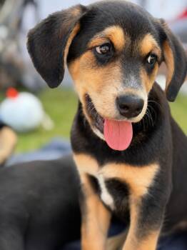 Labrador Retriever Dogs Available for Adoption in Tunica, Mississippi - Mack | PetCurious