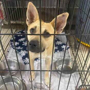 Jello -  Mixed Breed Dog for Adoption in Huntington, West Virginia - Jello | PetCurious