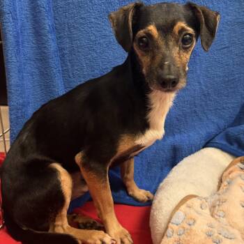 Drake 9344 -  Chihuahua Dog for Adoption in Boca Raton, Florida - Drake 9344 | PetCurious