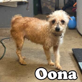 Rescue Poodle and Jack Russell Terrier Dogs for Adoption in Hillsboro, Ohio - Oona | PetCurious