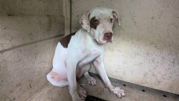 LYNN -  American Bulldog and Mixed Breed Dog for Adoption - LYNN | PetCurious