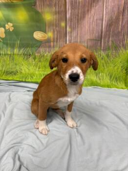Beagle Dogs Available for Adoption - LISA | PetCurious