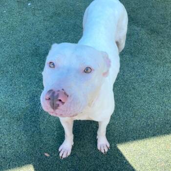 HAZEL -  Mixed Breed Dog for Adoption in Memphis, Tennessee - HAZEL | PetCurious