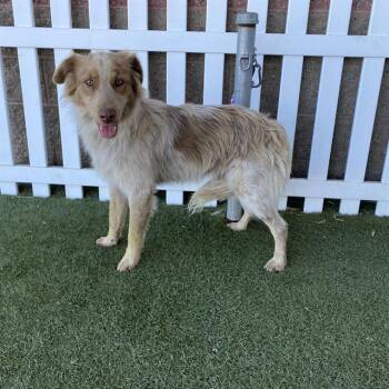 JUPITER -  Australian Shepherd and Mixed Breed Dog for Adoption in Modesto, California - JUPITER | PetCurious