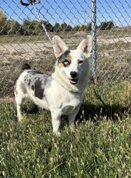 Rico -  Corgi and Australian Shepherd Dog for Adoption in Torrington, Wyoming - Rico | PetCurious
