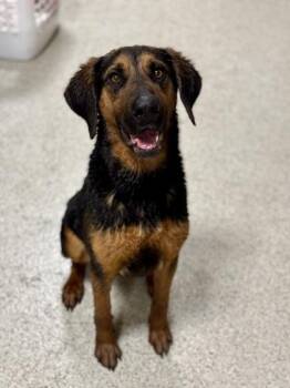 Bloodhound Dogs Available for Adoption - Tex  | PetCurious