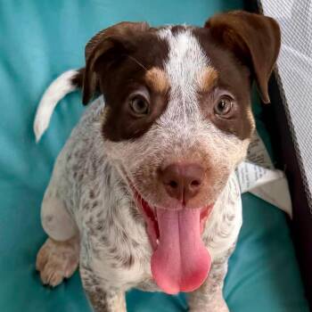 Pippi LH -  Cattle Dog and Plott Hound Dog for Adoption in Austin, Texas - Pippi LH | PetCurious