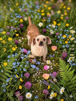 Zoe -  Miniature Poodle Dog for Adoption in Hartwell, Georgia - Zoe | PetCurious
