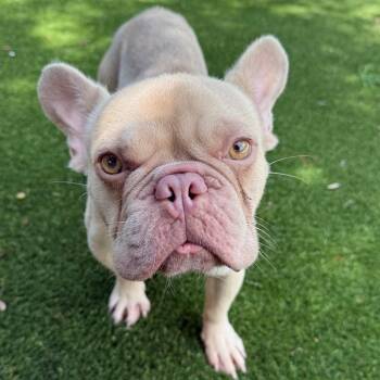 Jaws 7332 -  French Bulldog Dog for Adoption in Loxahatchee Groves, Florida - Jaws 7332 | PetCurious