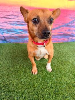 Sammy -  Chihuahua Dog for Adoption in East Haddam, Connecticut - Sammy | PetCurious
