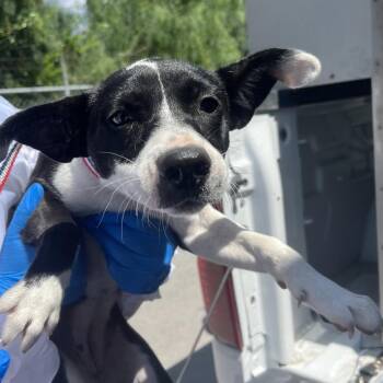 Shepherd and Mixed Breed Dogs Available for Adoption in Edinburg, Texas - Nova | PetCurious