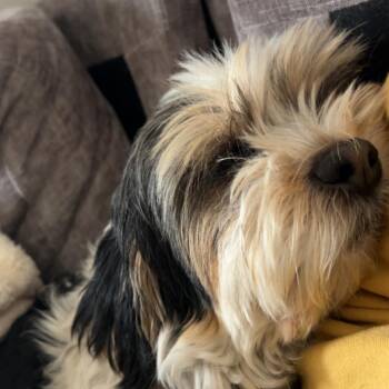 Joe bonded with Moe -  Shih Tzu Dog for Adoption in Corvallis, Oregon - Joe Bonded With Moe | PetCurious