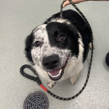 Border Collie Dogs Available for Adoption in Abilene, Texas - Spree | PetCurious