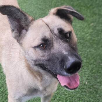 Andre 5358 -  German Shepherd Dog and Belgian Shepherd Malinois Dog for Adoption in Loxahatchee Groves, Florida - Andre 5358 | PetCurious
