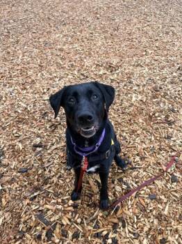 Labrador Retriever Dogs Available for Adoption - Adina-May | PetCurious